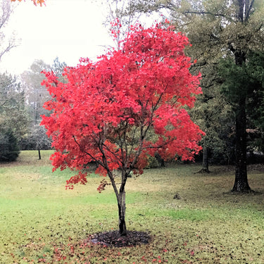 10 RED JAPANESE MAPLE Tree Bloodgood Ornamental Acer Palmatum Seeds
